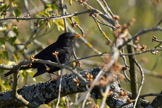Amsel
